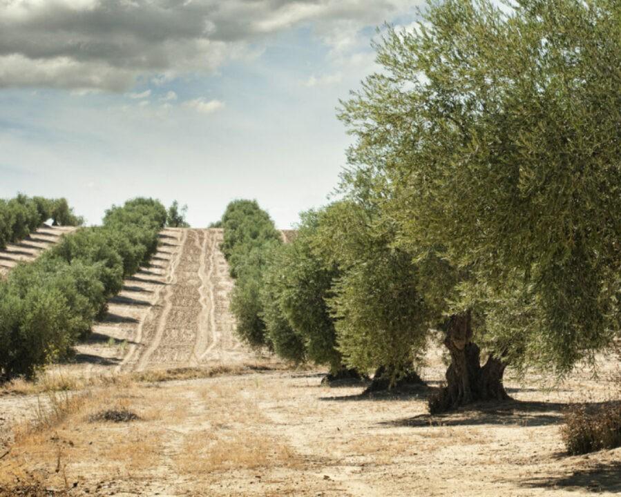 campo-olivo